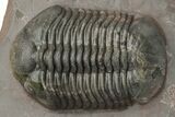 Pair Of Struveaspis Trilobites - Jorf, Morocco #233138-2